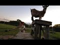 VR of Buck the goat on top of the world