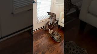 How many cats to catch a fly?! CUTE! by Lavish Savannah’s 117 views 3 years ago 1 minute, 33 seconds