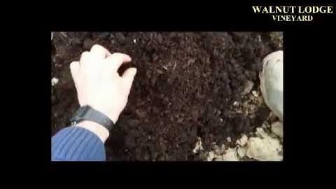 vine weevil traps VINEYARD PROTECTION VIDEO PART 3