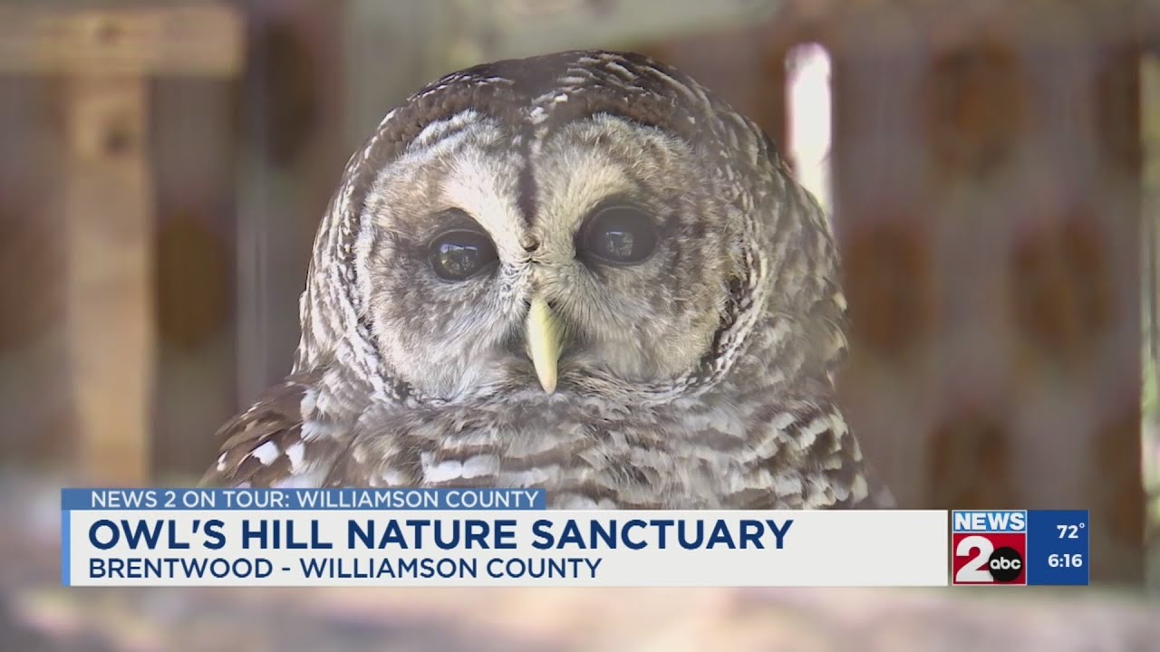 A visit to Owl's Hill Nature Sanctuary