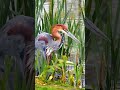 Amazing caught on camera #shorts #shortvideo #wildlife #birds #forest