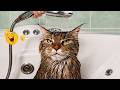 CATS Acting Too FUNNY Caught on Camera 2026 🤣🐱 | Funny Cat Moments 🐈