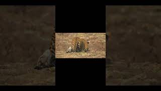 Leopard attacks baboon #shorts #animals #wildlife #shortsviral #shortsfeed #reels #viralreels #viral