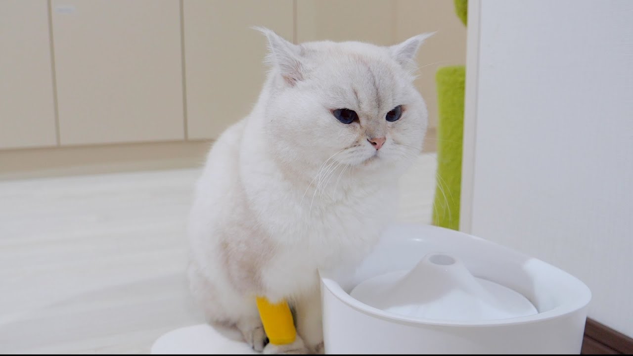 Папа-кот Лео был срочно госпитализирован. [Подробности см. в описании]