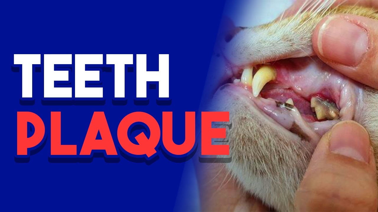 What Is Dental Disease In Dogs What Is Dental Disease In Dogs