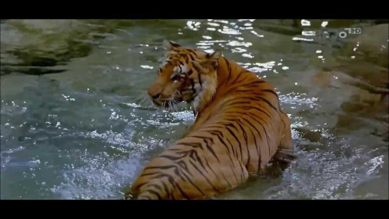 camera iphone 8 plus apk TigerTime celebrities join the call to ban the tiger trade Feb2014