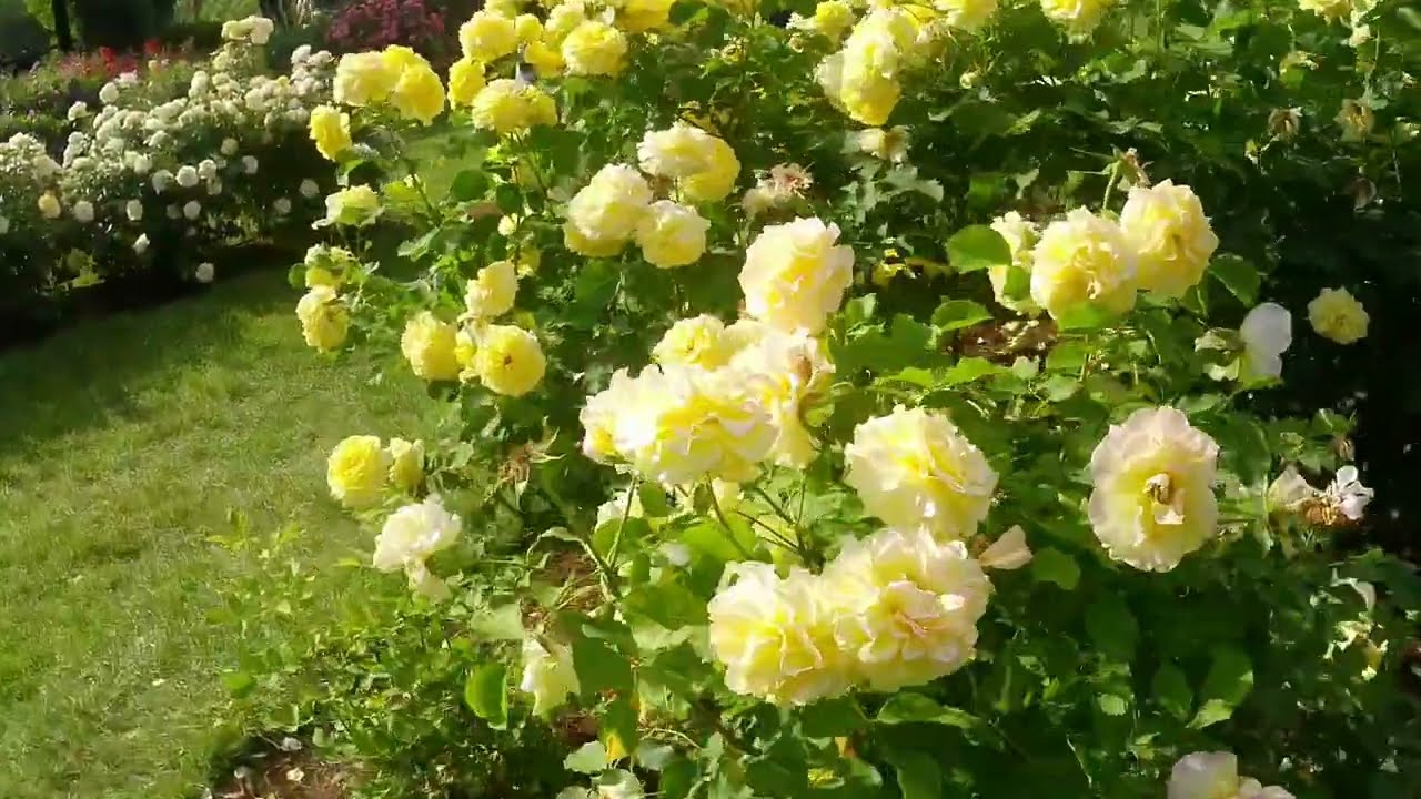 Full Tour of Elizabeth Park Rose Garden -Hartford  CT