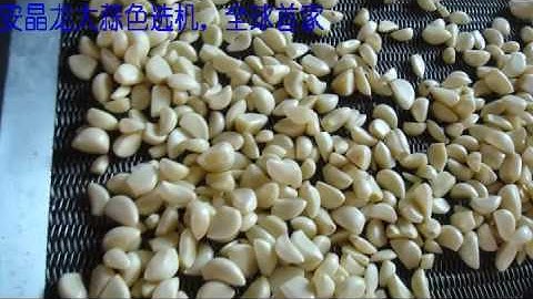 garlic sorting in customer factory in 2013