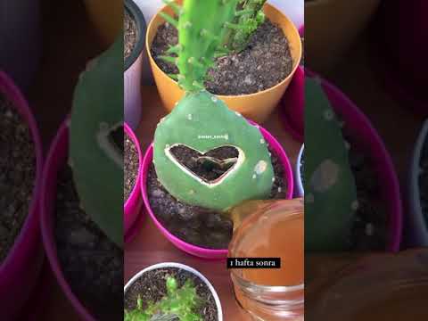 Video: Marigoldlar Nasıl Yetiştirilir (Resimlerle)
