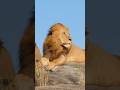 الحيوان الذي يخاف منه الأسد