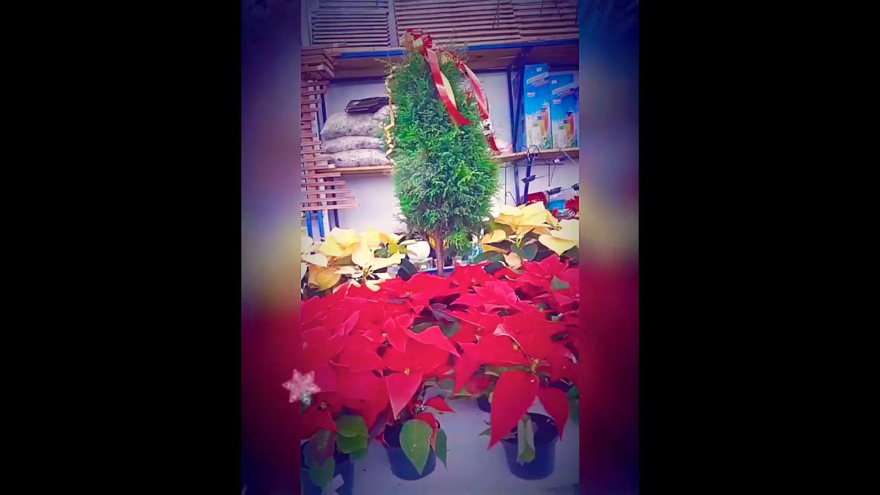 Ofertas de NATAL é aqui na Garden Queirós Filho