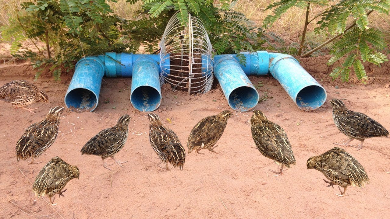 Clever Man Make Quick Bird Trap & Easy Deep Hole Using PVC Pipe - [PVC Pipe DIY]