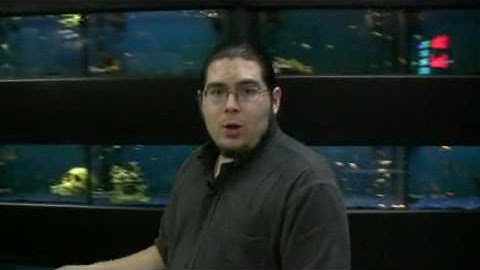 Using Boric Acid for Killing Fleas