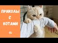 Смешные КОТЫ КОТИКИ КОТЯТА Приколы с животными #46