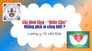 Cây Đinh Lăng - "Nhân Sâm cho người nghèo", không phải ai cũng biết