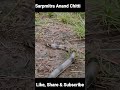 know more about this snake... kukri snake release by Anand Chitti