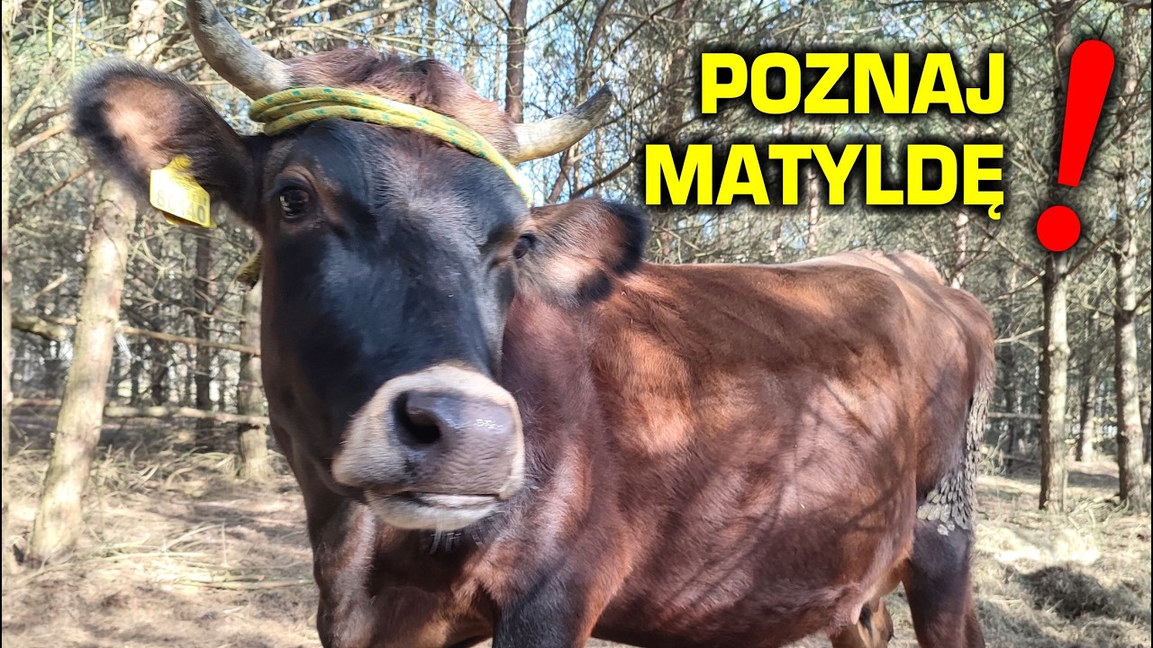 Wiosna idzie, ale to Matylda kradnie nasze serca!