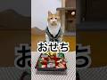 おせち🐈　#cat #もんちゃん #cute #かわいい #cutecat #正月#おせち #asmr #お祝い #2026 #あけおめ #癒し