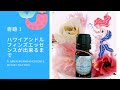 イルカの波動エッセンスができ上がるまでのシンクロニシティ