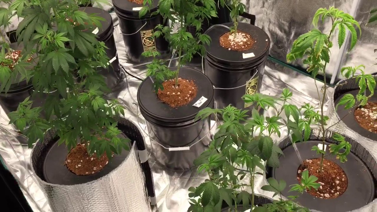 DWC Pre-Flower 🌹8x4 SpydrX Plus LED