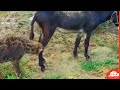 ضبع يحاول افتراس حمار انظروا ماذا حدث