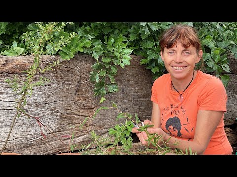 วีดีโอ: ข้อมูล Billardiera: ชนิดของพืช Billardiera สำหรับสวน