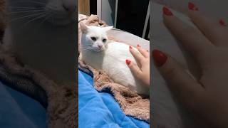 Funny Cats 😹 Episode 541 #Shorts