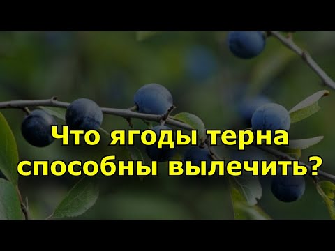 Видео: Информация о растениях терновника - для чего используются ягоды терновника
