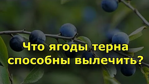 Ягоды терна способны вылечить....