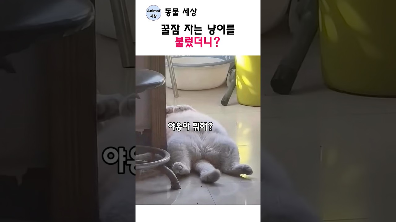 꿀잠 자는 냥이를 불렀더니?