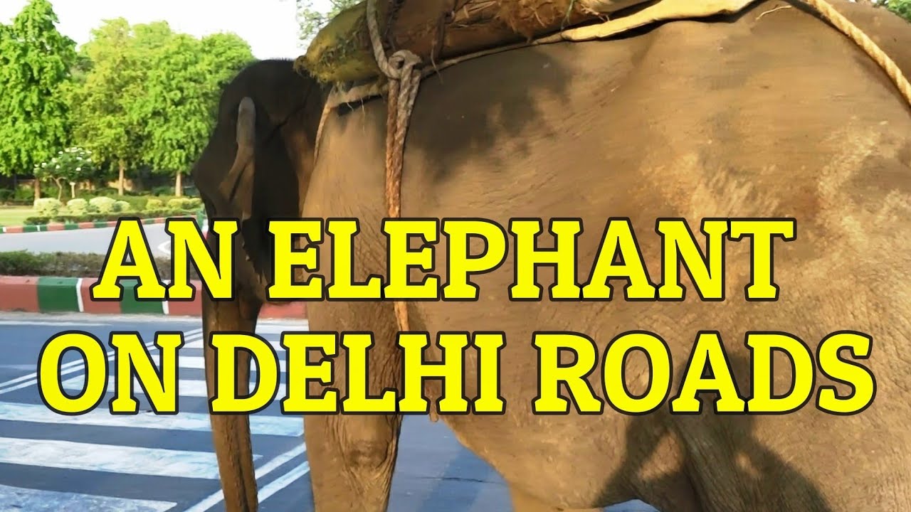 An Elephant On Delhi Roads YouTube