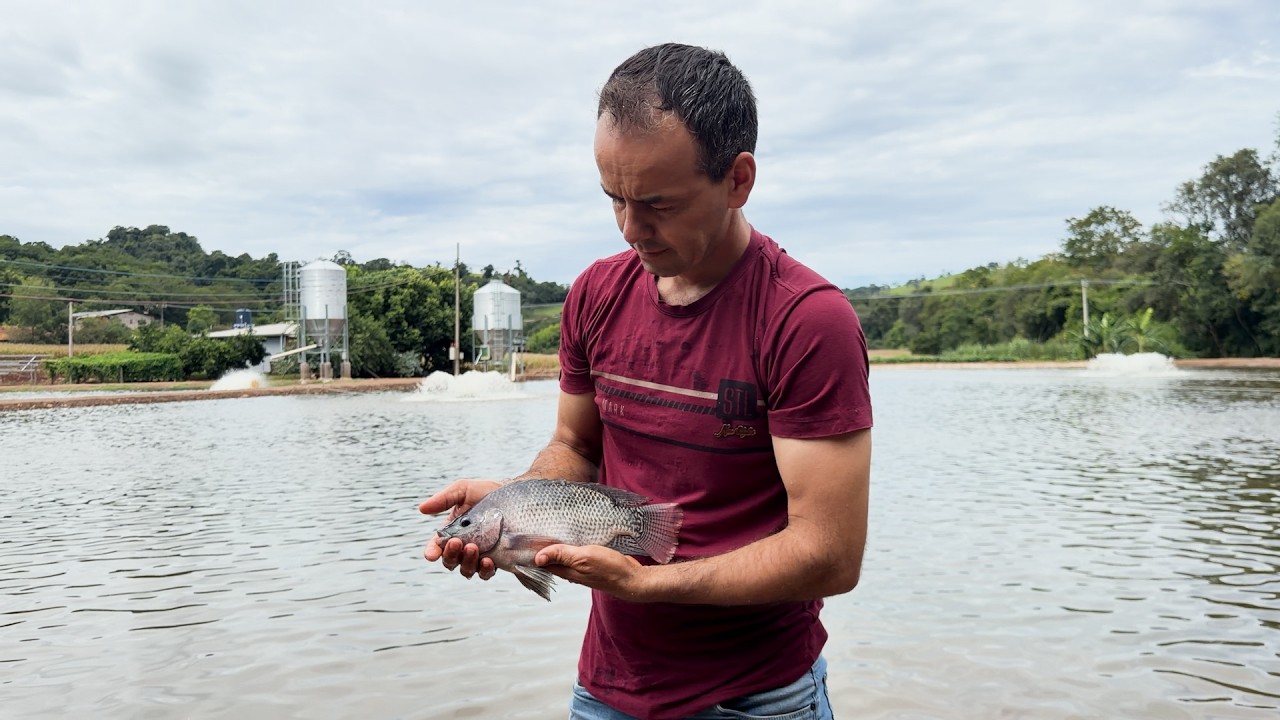Oeste do Paraná lidera produção de tilápias e modelo de integração fortalece o setor