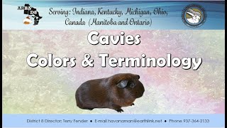 Cavies: Colors & Terminology - Armando Cabrera - May 8 , 2020