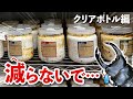 40g超えのオオクワガタ幼虫がヤバい！最後の菌糸ボトル交換！クリアボトル編