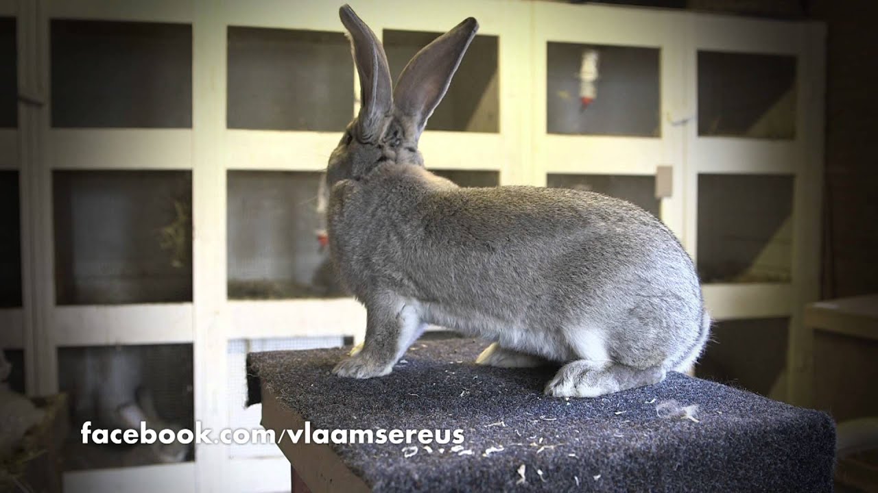 Vlaamse reus - jonge ram