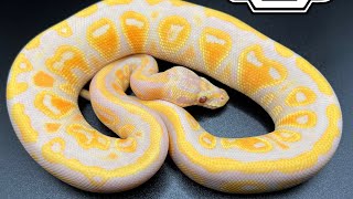 WE GOT A NEW SNAKE! SNAKES ARE LOCKING UP!