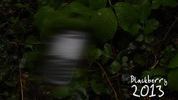 Blackberry2013
