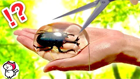 カブトムシクワガタ Mp3