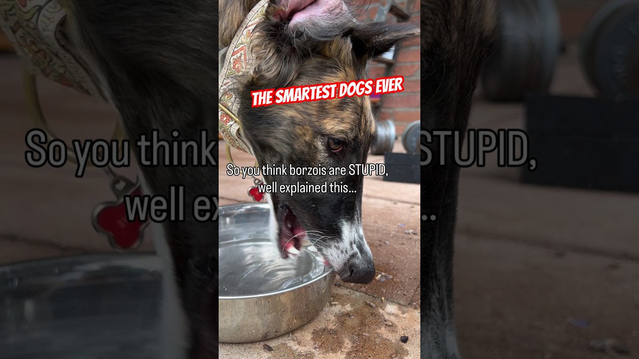 Борзые &mdash; самая умная порода собак #борзой #собачьяжизнь #неуравновешенный #умный #нос #собаки