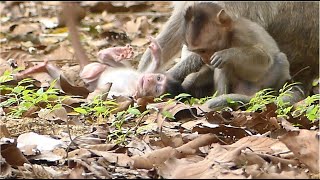 Mom Jill Understand Baby Monkey Jesmin Need Freedom But Safety Is The First Target Looking Care.