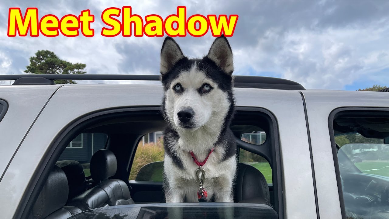 Meet shadow the Siberian Husky - YouTube