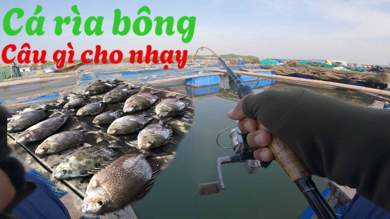 Câu cá -rìa bông - quá dễ hãy làm theo cách của tôi - YouTube