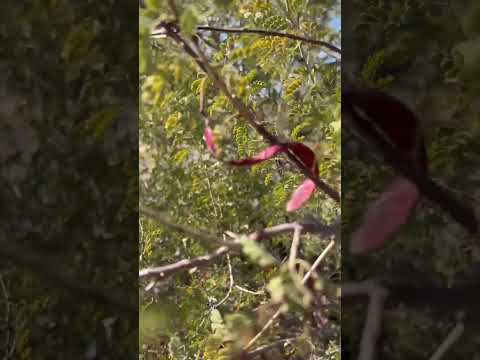 Video: Katclaw akasiyasini o'stirish - Catclaw akasiyasini landshaftda ishlatish