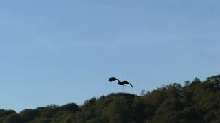 Elite Falconry - Film And Television Services