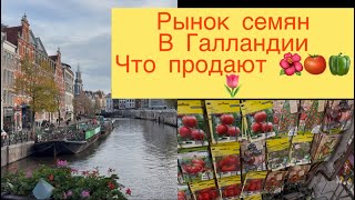 видео: КАКИЕ СЕМЕНА 🍅🌶️🌷🍓ПРОДАЮТ НА РЫНКЕ В ГАЛЛАНДИИ 👩🌾 ПРОГУЛКА ПО АМСТЕРДАМУ !!! картинка: КАКИЕ СЕМЕНА 🍅🌶️🌷🍓ПРОДАЮТ НА РЫНКЕ В ГАЛЛАНДИИ 👩🌾 ПРОГУЛКА ПО АМСТЕРДАМУ !!!