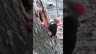 burung belatuk dasyat