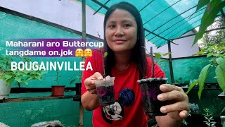 Maharani aro buttercup tangdame on.jok || Bougainvillea Nursery 