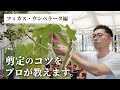【観葉植物のプロが教える】元気の無くなったフィカス・ウンベラータを剪定してリフレッシュ！