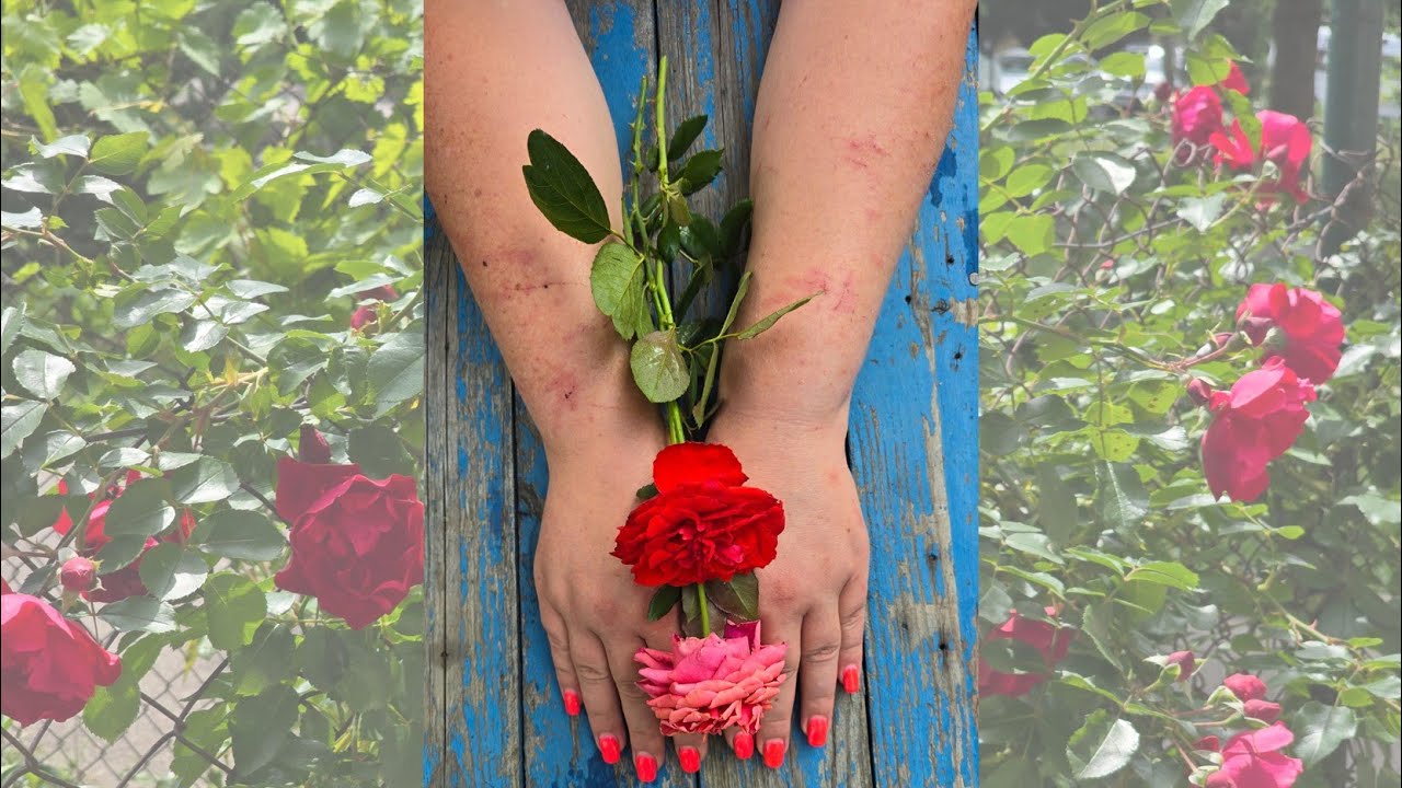 Уход за розами. 