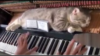 FUNNY Cats will make you LAUGH YOUR HEAD OFF 2021  Compilation by Zen Tavra 111,739 views 3 years ago 2 minutes, 55 seconds